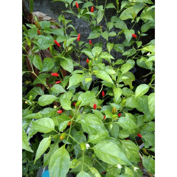 Wild Siling Labuyo Seeds Bird Eye Pepper Pcs Shopee Philippines