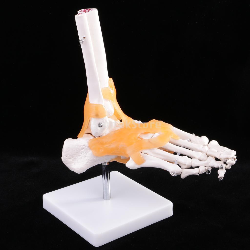 Lifesize Human Skeleton Foot Ankle Bone Joint Model With Ligament