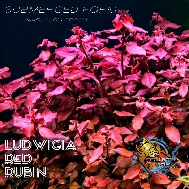 Ludwigia Repens Red Rubin Aquatic Plants For Aquarium Shopee Philippines