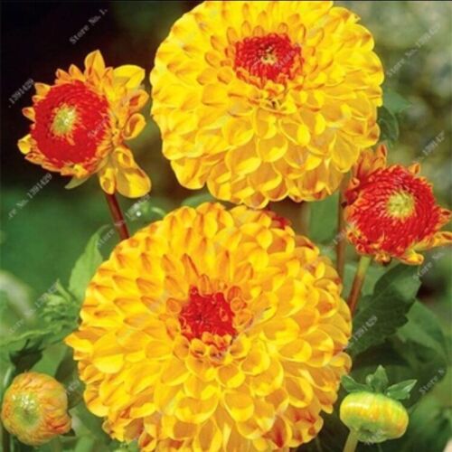 Rare Beautiful Perennial Dahlia Flowers Seeds 20PCS C Shopee