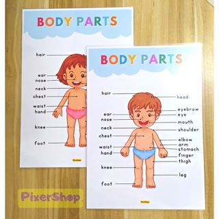 BODY PARTS LAMINATED EDUCATIONAL CHART TAGALOG A4 SIZE THICK Shopee