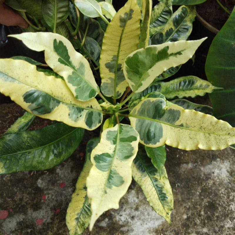 Variegated Crotons San Francisco Live Plant Shopee Philippines