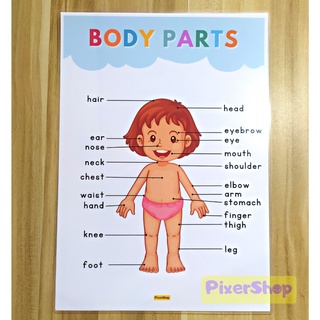 BODY PARTS LAMINATED EDUCATIONAL CHART TAGALOG A4 SIZE THICK Shopee