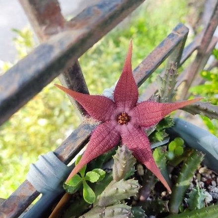 Stapelia Schinzii Var Angolensis Live Succulent Cuttings Shopee