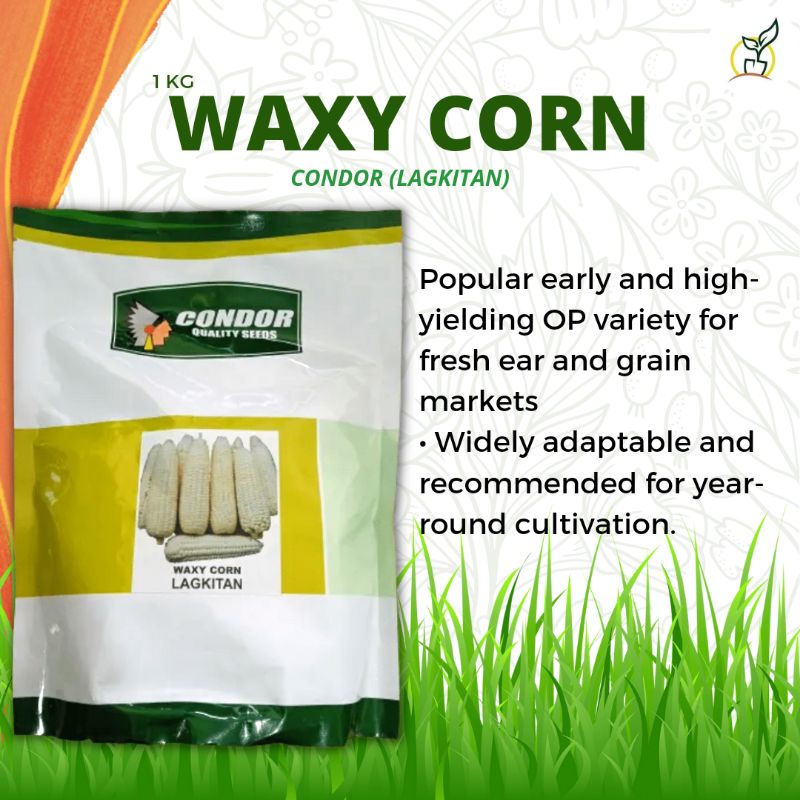 Condor Waxy Corn Lagkitan Kg Shopee Philippines