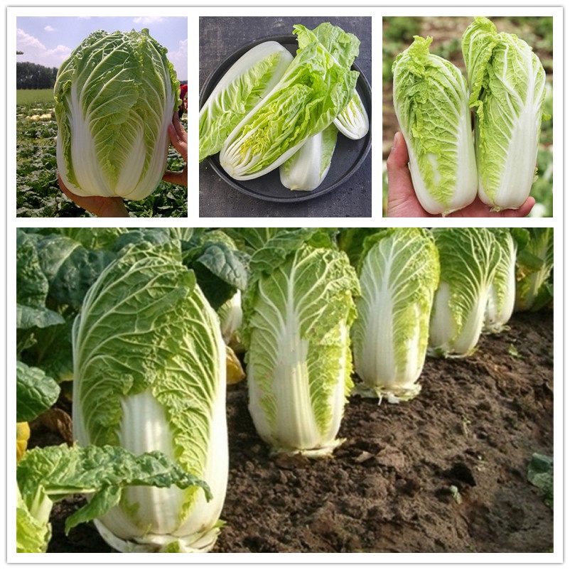 100 Pcs Cabbage Seeds Home Garden Delicious Organic Vegetables Plant