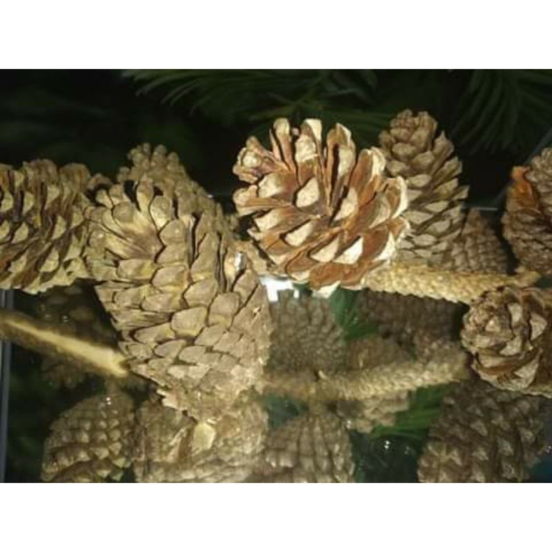 Natural Pine Cones From Baguio City Philippines Shopee Philippines