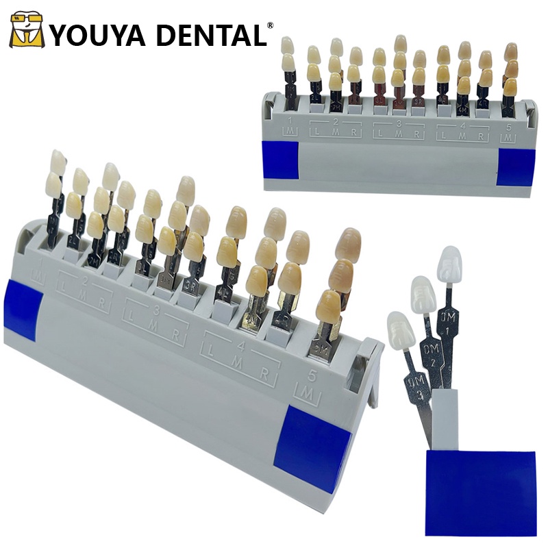 Colors Dental Teeth Toothguide Shade Guide With Bleached Dentistry