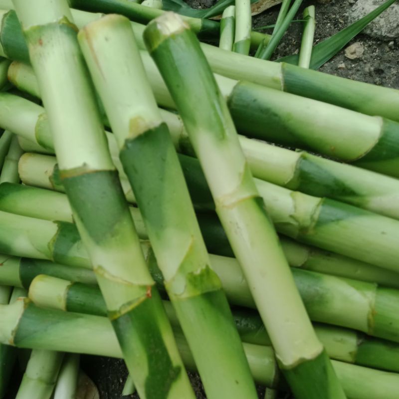 Lucky Bamboo Stalks Shopee Philippines