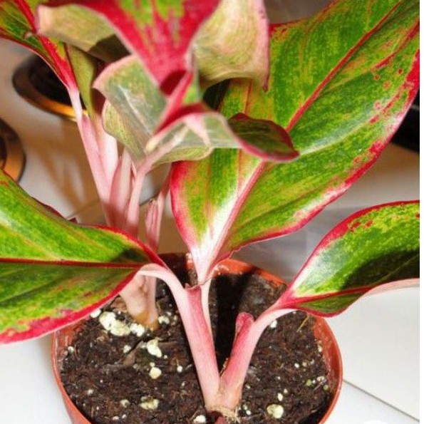 Aglaonema Red Lipstick Dona Carmen Atbp Shopee Philippines