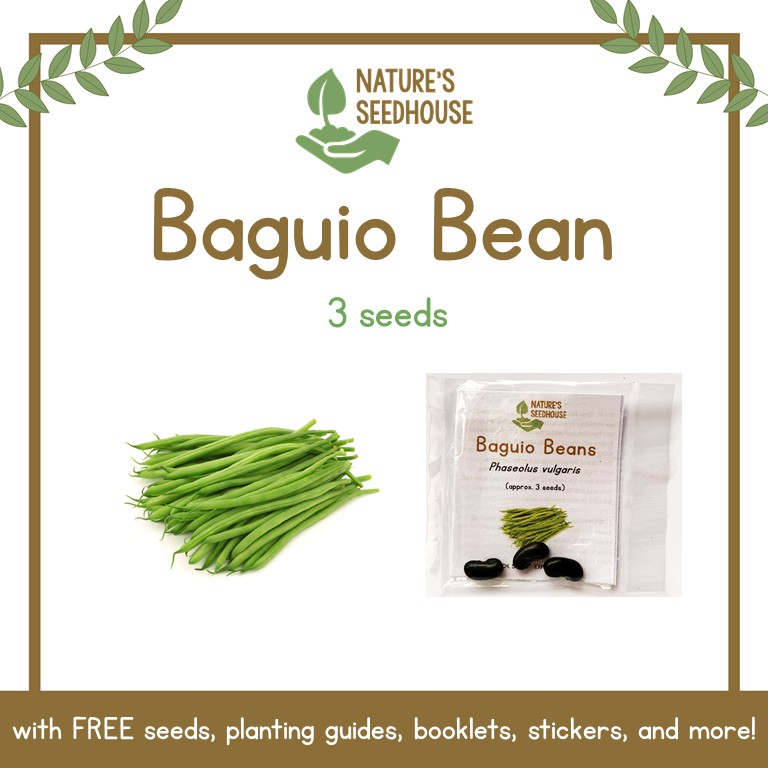 Baguio Beans Seeds Snap Beans Seeds Bitsuelas Seeds Vegetable Seeds