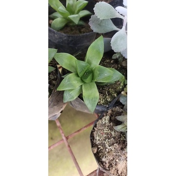 Rare Haworthia Succulent Plant Shopee Philippines