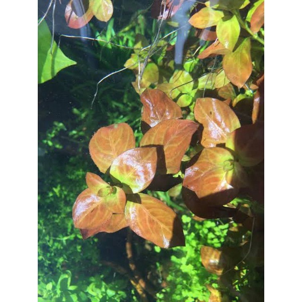 Ludwigia Repens 20 Stems Shopee Philippines