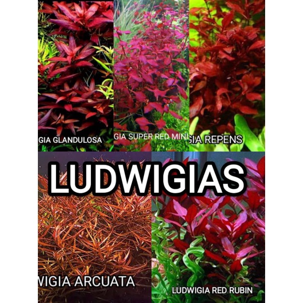 Ludwigia Aquatic Plants Shopee Philippines