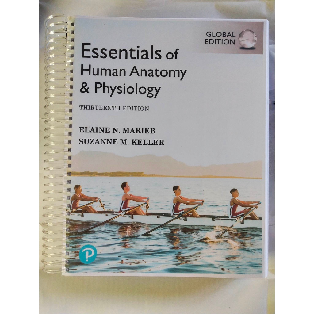 Essentials Of Human Anatomy Physiology Global Edition 13th Edition