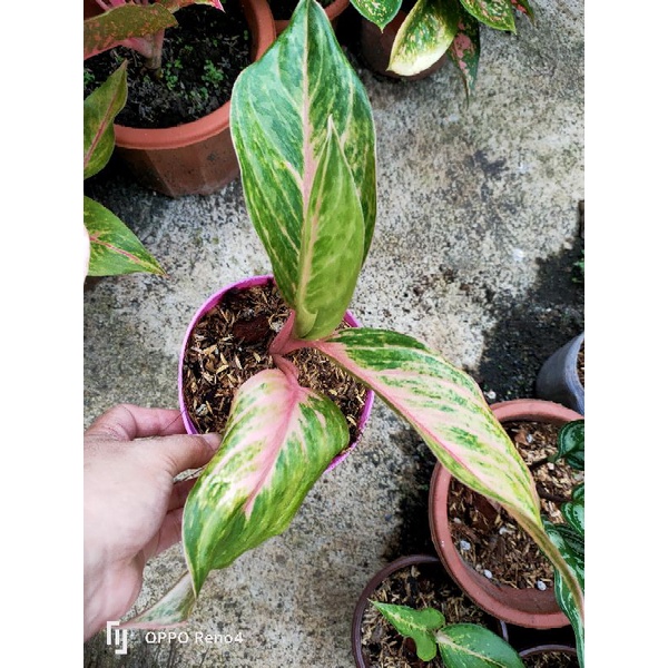 Aglaonema Neon Hybrid Shopee Philippines