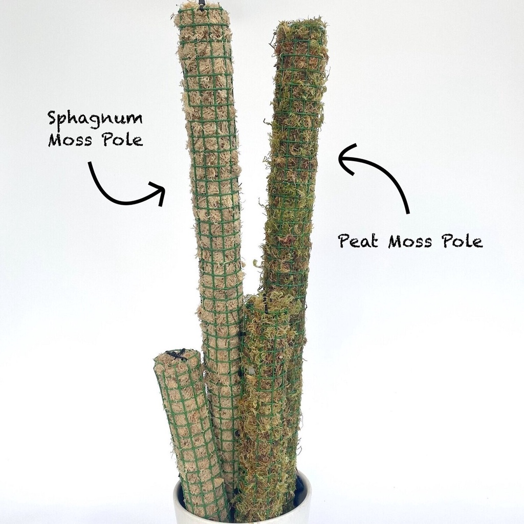 Peat Moss Plant Pole (1ft) Dry Moss Pole Shopee Philippines