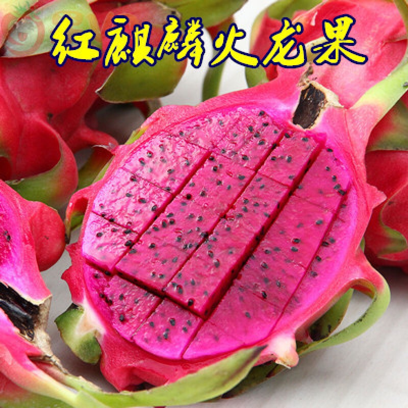 Red heart red meat dragon fruit seedlings potted fruit tree seedlings