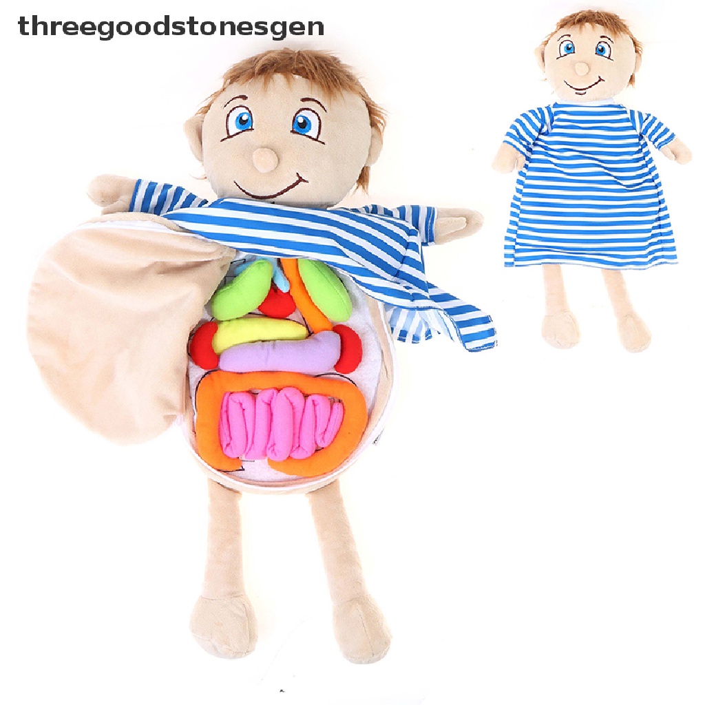 [threegoodstonesgen] Anatomy Doll Human Torso Body Model Anatomical ...