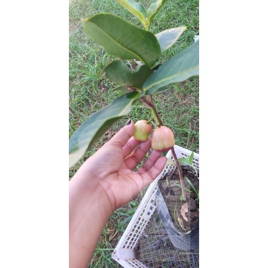 Macopa/Makopa Grafted /Java Apple Live Plant red and Green Var Thailand