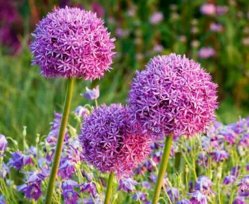 [Seedhot]10Pcs Allium Giganteum Flower Seeds Rare 6 Kinds Color Easy Grow Bonsai Field