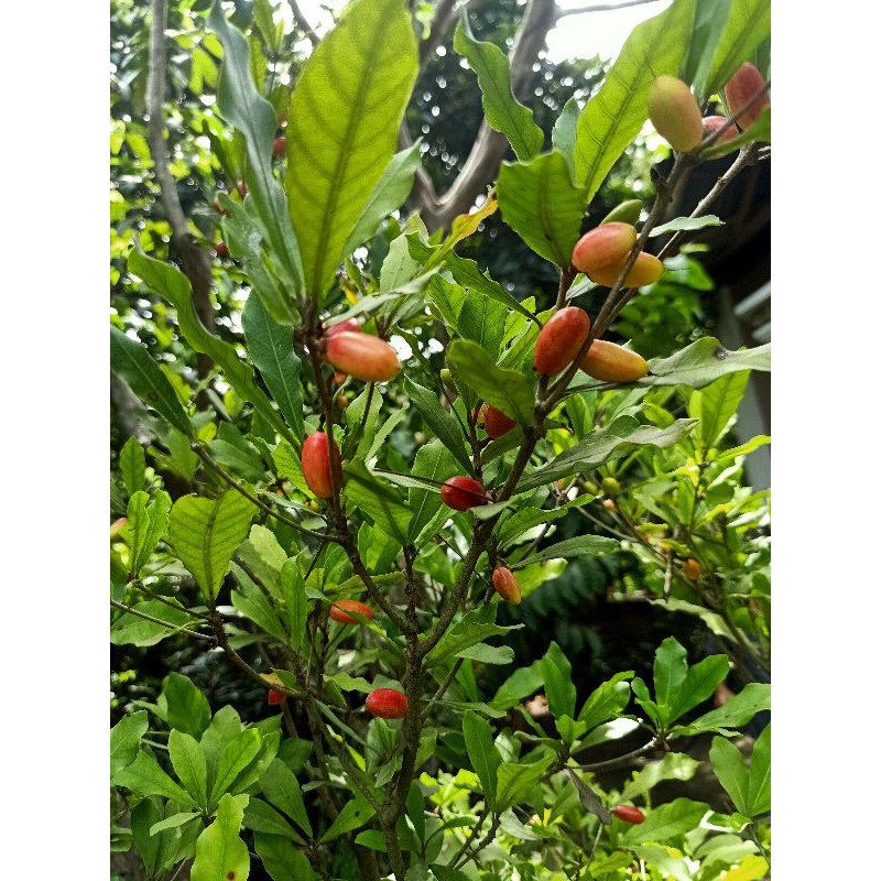 Magic fruit or miracle fruit plants 