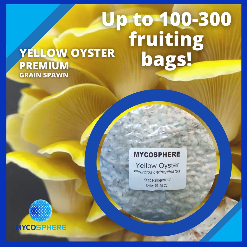 Grain Spawn Yellow Oyster Mushrooms Planting Spawn F1 (1Liter/800g
