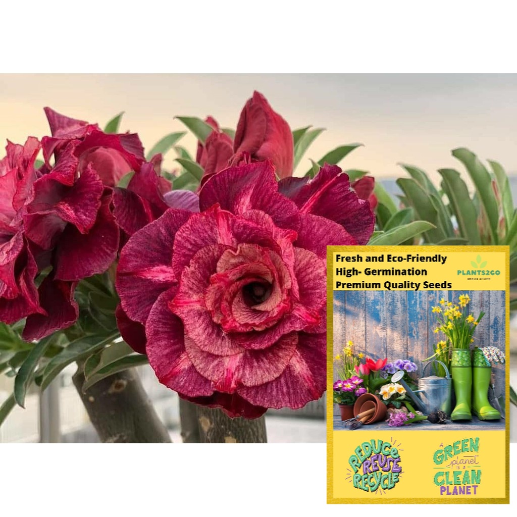 Adenium Seeds Red/Violet R28 High germination Flower Plant seeds P2G