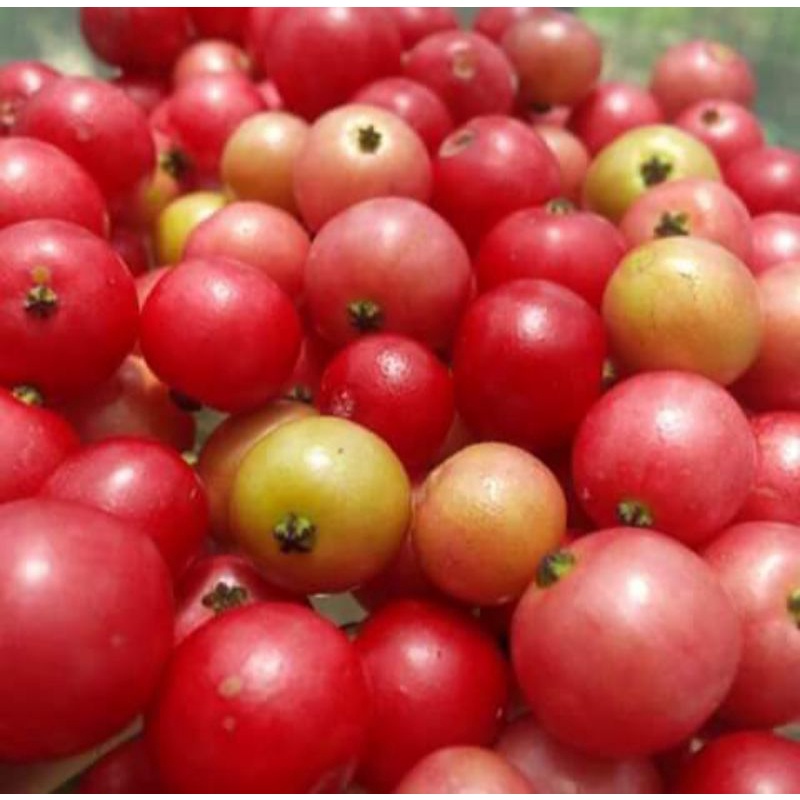 Aratelis Fruits Seeds For Plantingsarisamansanitas100seeds Shopee