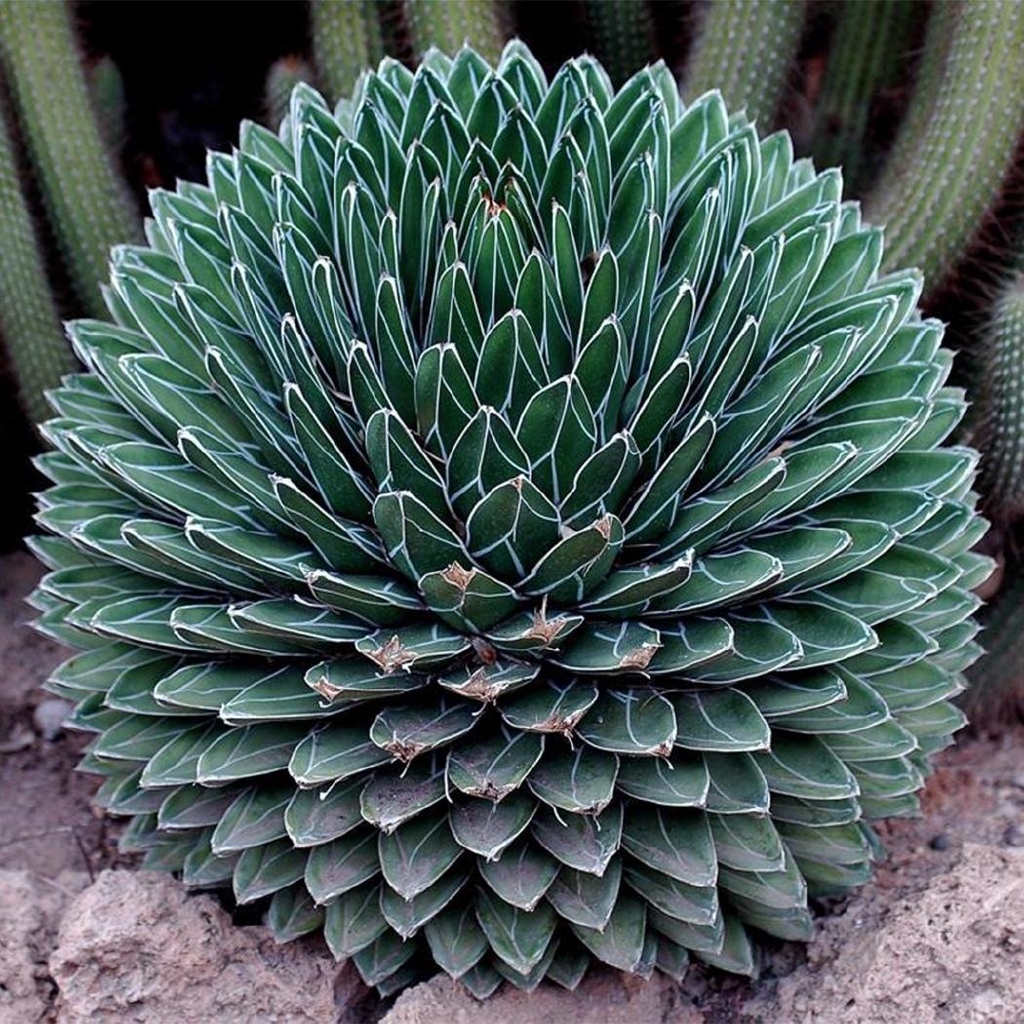 Agave victoriae Reginae