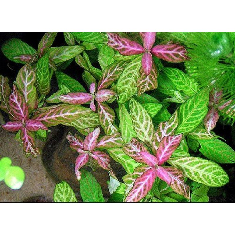 HYGROPHILA POLYSPERMA SUNSET (15 stems cuttings) Co2 optional, aquatic