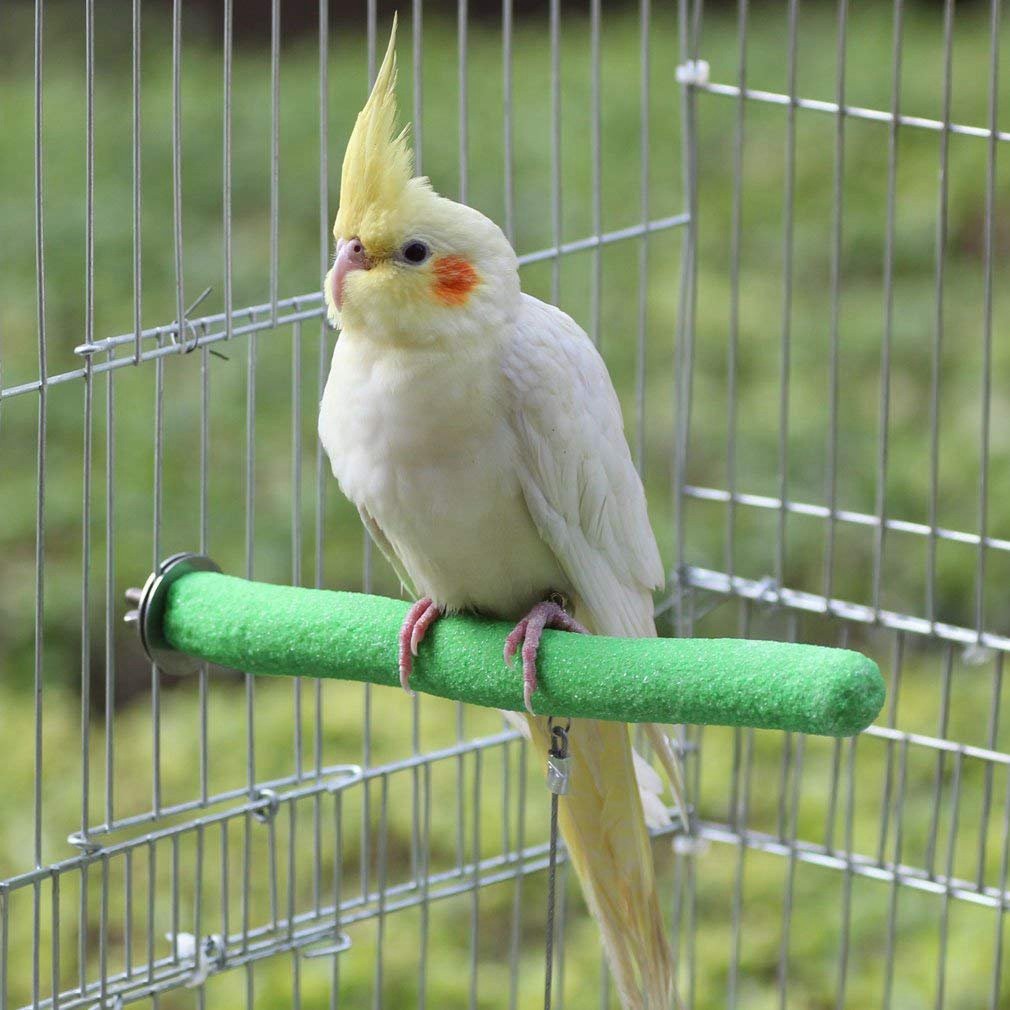 cockatiel parrot price