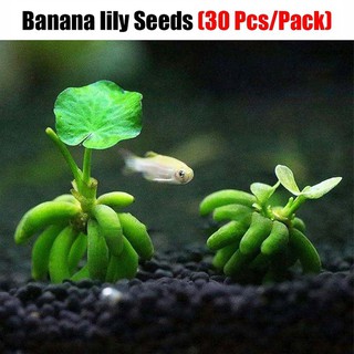 50Pcs Aquarium Fish Tank Decor Water Grass Nymphoides Aquatica Seeds