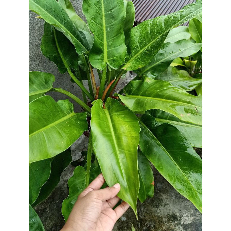 Philodendron Orlando With Free Carbonized Rice Hull Shopee Philippines