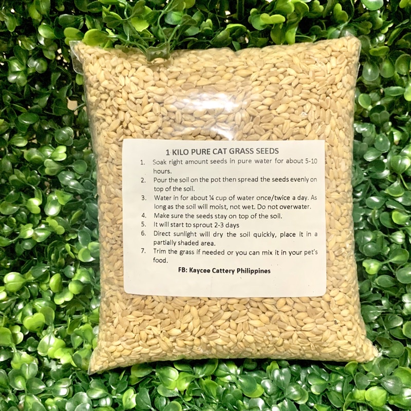 1 Kilo CAT GRASS seeds 99 Germination HIGH QUALITY FRESH (PURE