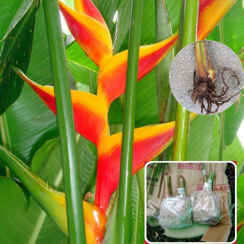 Heliconia Jacquinii plant bulb Shopee Philippines