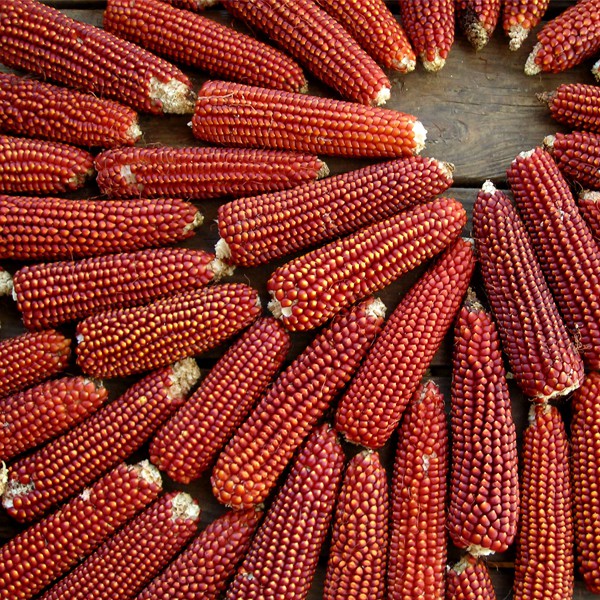 Corn Seeds Mexican Red Corn Seeds Shopee Philippines