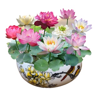 ▨◇Mini water lily hydroponic plants indoor good four seasons flowering easy to live potted aquatic