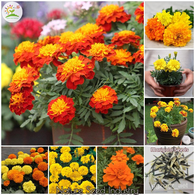 Mixed Seeds Marigold Flower Seeds for Sale 100 seedspack, Mix Color Gardening Flower Seed Bonsai Se