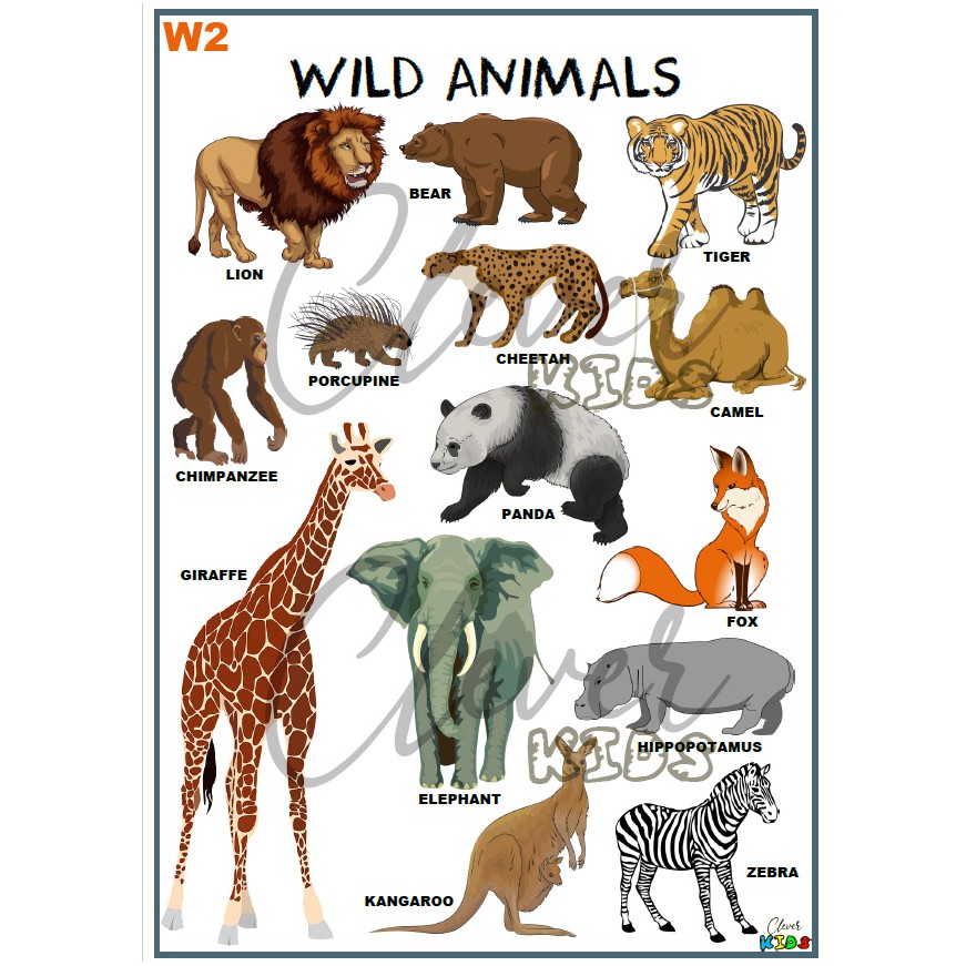 Wild Animals Educational Chart for Toddler A4 Laminated by Clever Kids |  Shopee Philippines