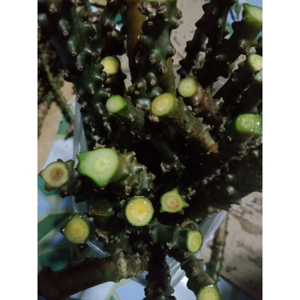 makabuhay plant/Panyawan cuttings 250g | Shopee Philippines