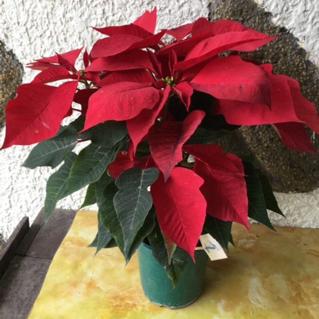 ON SALE!! Poinsettia Christmas Poinsettia LIVE PLANT