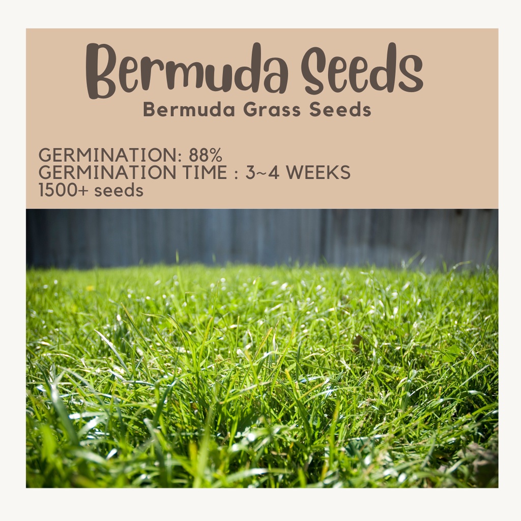 Bermuda Grass / Lawn Grass Seeds Approx 1500+ Seeds Shopee Philippines