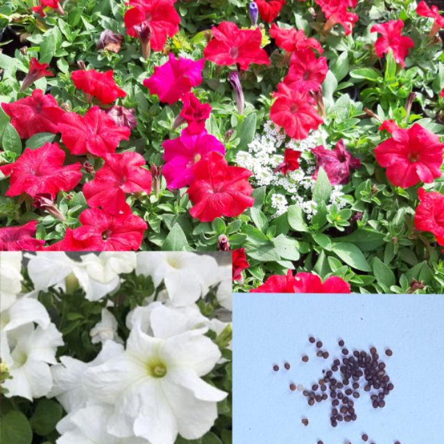 Petunia Flower Seeds Grandiflora Variety Shopee Philippines