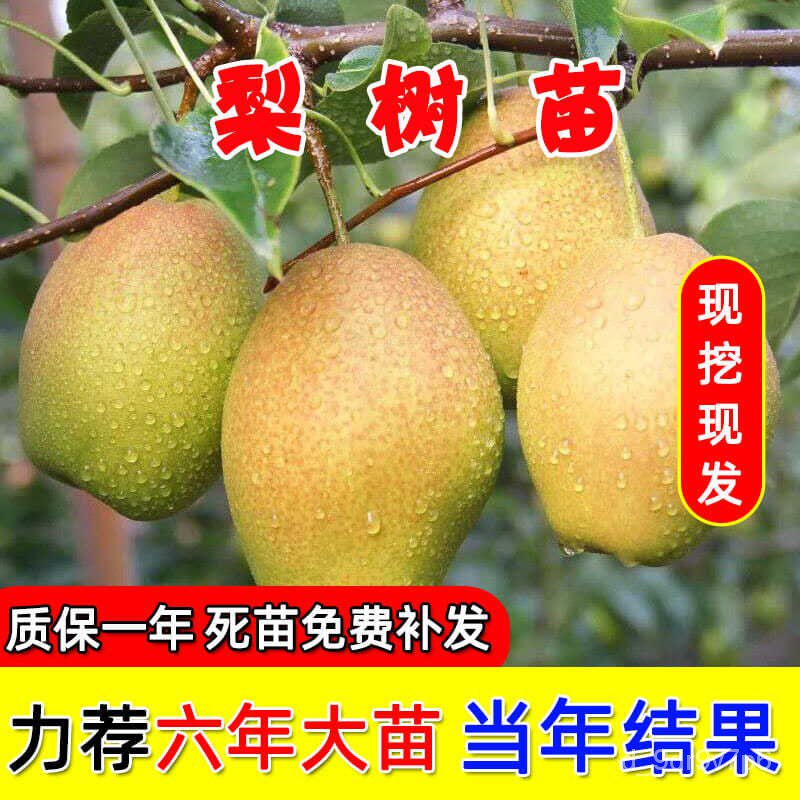 Pear Seedlings Fruit Seedlings Grafting Apple and Pear Seedlings South North Garden Field