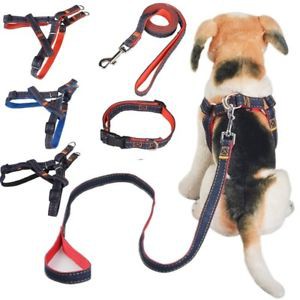 chain dog harness