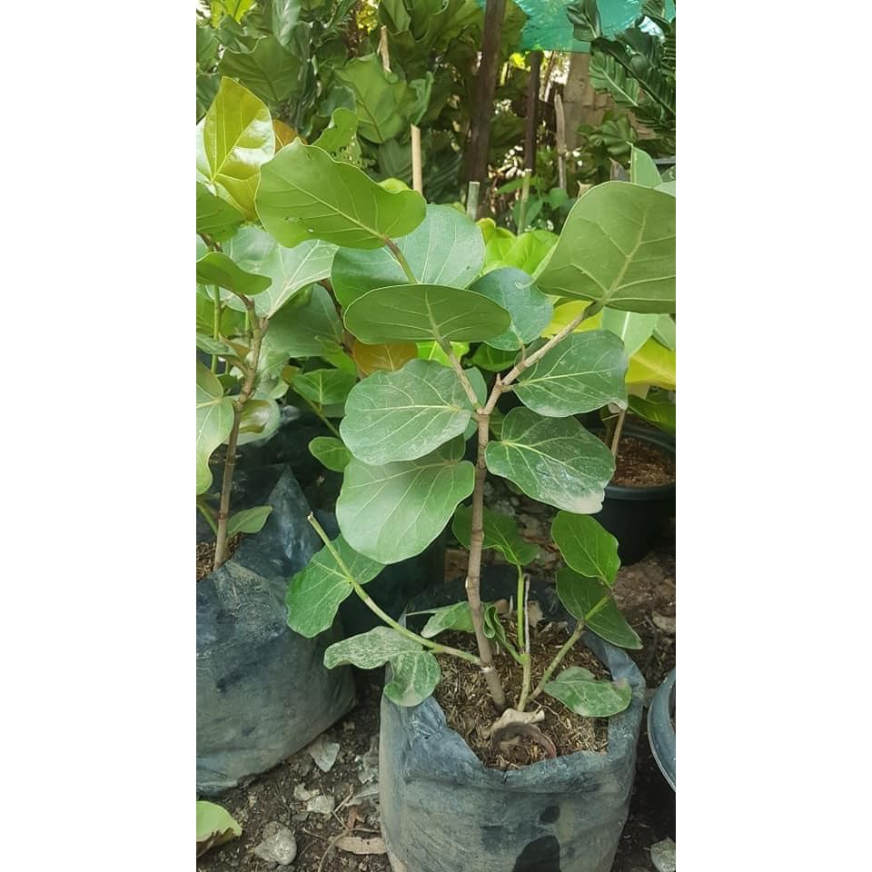 Sea Grape Tree Coccoloba Uvifera Shopee Philippines