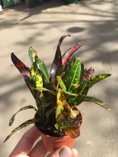 francisco plant san dwarf ph shopee