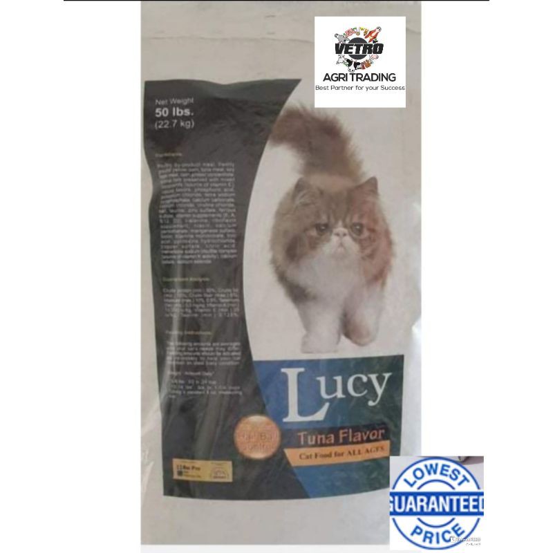 Cat lucy Lucy cat