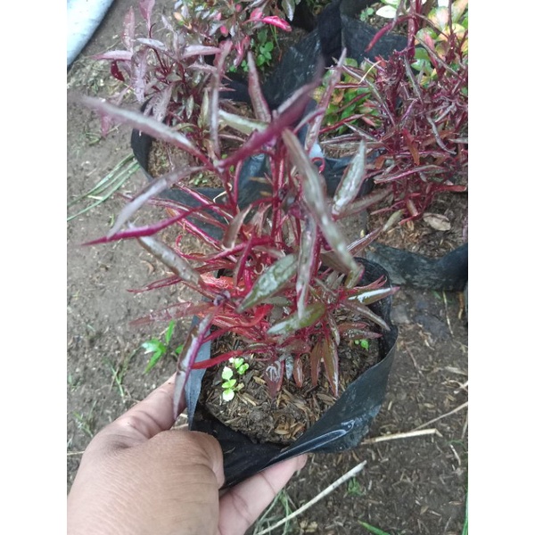 Available Live Plants for sale (Kutsarita Tinidor) Shopee Philippines
